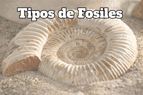 ejemplos de fósiles|que tipos de fosiles existen.